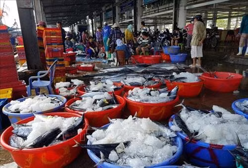 Cá ngừ sọc dưa tại cảng Hòn Rớ (thành phố Nha Trang, Khánh Hoà). Ảnh: Nguyễn Dũng - TTXVN