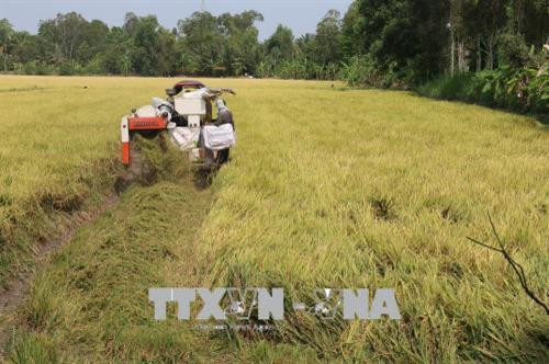 Thu hoạch lúa Đông Xuân ở huyện Cai Lậy. Ảnh: Minh Trí-TTXVN Thu hoạch lúa Đông Xuân ở huyện Cai Lậy. Ảnh: Minh Trí-TTXVN