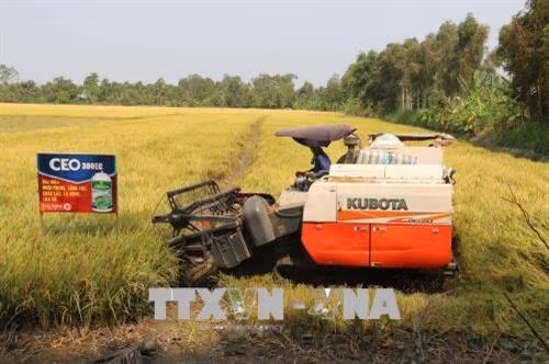 Thu hoạch lúa Đông Xuân ở huyện Cai Lậy. Ảnh: Minh Trí-TTXVN