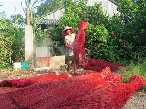 Nhuộm màu cho lác rồi đem phơi trước khi đưa vào dệt thành chiếu