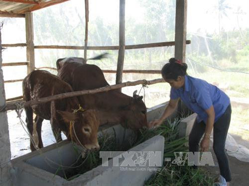Chị Lê Thị Túy Vân, nông dân xã Phú Thạnh, chăm sóc đàn bò gia đình trong mô hình chăn nuôi bò thích ứng biến đổi khí hậu. Ảnh: Minh Trí-TTXVN Chị Lê Thị Túy Vân, nông dân xã Phú Thạnh, chăm sóc đàn bò gia đình trong mô hình chăn nuôi bò thích ứng biến đổi khí hậu. Ảnh: Minh Trí-TTXVN