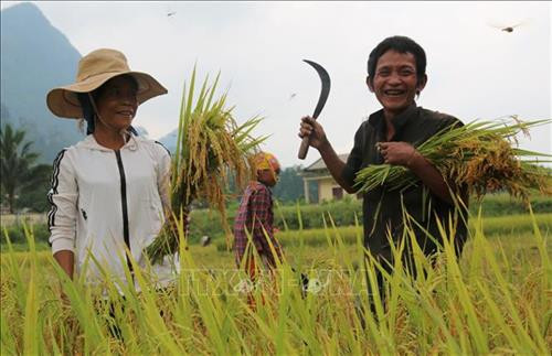 Bà con đồng bào Rục tại xã Thượng Hóa, huyện Minh Hóa phấn khởi thu hoạch lúa trên cách đồng Rục Làn. Ảnh: Mạnh Thành, Đức Thọ - TTXVN
