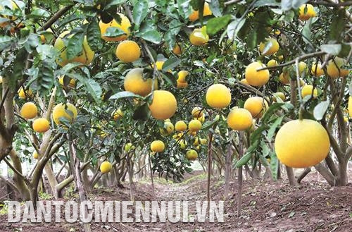 Bưởi Diễn được coi là loại cây có giá trị kinh tế cao hàng đầu trong các loại cây ăn quả của Hà Nội. Ảnh: Trịnh Văn