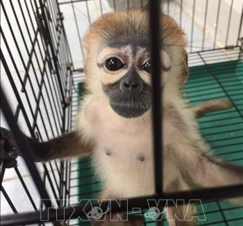 Cá thể Voọc Chà vá được đưa về nuôi dưỡng tại Tổ chức bảo vệ động vật hoang dã Wildife At Risk - WAR. Ảnh: Lê Đức Hoảnh - TTXVN Cá thể Voọc Chà vá được đưa về nuôi dưỡng tại Tổ chức bảo vệ động vật hoang dã Wildife At Risk - WAR. Ảnh: Lê Đức Hoảnh - TTXVN