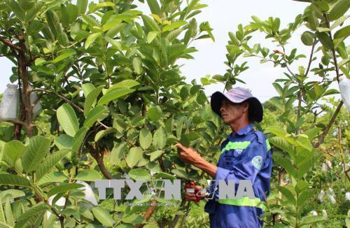 Nhân công tỉa cành, cắt lá và bao quả tại vườn ổi hơn 1.000 gốc ổi giống Đồng Nai, Tiền Giang. Ảnh: Xuân Dự - TTXVN Nhân công tỉa cành, cắt lá và bao quả tại vườn ổi hơn 1.000 gốc ổi giống Đồng Nai, Tiền Giang. Ảnh: Xuân Dự - TTXVN