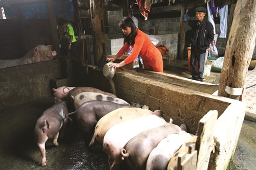 Chăn nuôi lợn đem lại thu nhập cao cho nhiều hộ đồng bào tái định cư Thủy điện Tuyên Quang