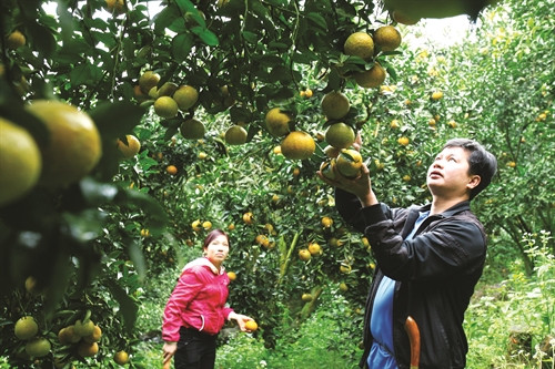 Nhờ trồng cam, gia đình anh Nông Văn Thăng, người dân tộc Tày ở xã Phù Lưu, huyện Hàm Yên không chỉ đủ ăn mà còn vươn lên làm giàu