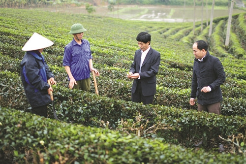 Cán bộ Phòng Nông nghiệp huyện Yên Sơn hướng dẫn đồng bào phương pháp chăm sóc cây chè