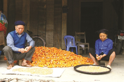 Ngô là cây lương thực thế mạnh để phát triển nông nghiệp hàng hóa ở xã Đà Vị, huyện Na Hang