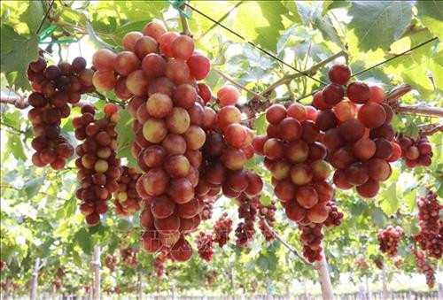 Nho là cây trồng chủ lực, thích nghi với điều kiện khí hậu đặc trưng khô và nóng của Ninh Thuận. Ảnh: Nguyễn Thành - TTXVN Nho là cây trồng chủ lực, thích nghi với điều kiện khí hậu đặc trưng khô và nóng của Ninh Thuận. Ảnh: Nguyễn Thành - TTXVN