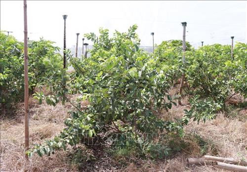 Mô hình trồng ổi trong nhà lưới (thị trấn Phước Dân, huyện Ninh Phước). Ảnh: Nguyễn Thành - TTXVN Mô hình trồng ổi trong nhà lưới (thị trấn Phước Dân, huyện Ninh Phước). Ảnh: Nguyễn Thành - TTXVN