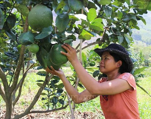 : Bưởi da xanh là cây trồng phù hợp với điều kiện khí hậu, thổ nhưỡng ở xã vùng cao Phước Bình, huyện Bác Ái. Ảnh: Nguyễn Thành - TTXVN : Bưởi da xanh là cây trồng phù hợp với điều kiện khí hậu, thổ nhưỡng ở xã vùng cao Phước Bình, huyện Bác Ái. Ảnh: Nguyễn Thành - TTXVN