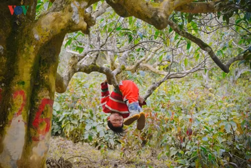 Chơi đùa bên những gốc chè cổ thụ ở Suối Giàng (Yên Bái). Sân chơi của trẻ em miền núi cũng rất khác biệt, là triền ruộng, con suối, cây cỏ, khoảng trời mênh mông.