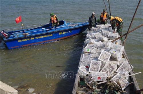 Đồn Biên phòng Trà Cổ kiểm tra mảng gỗ vận chuyển chim bồ câu non nhập lậu. Ảnh: TTXVN Đồn Biên phòng Trà Cổ kiểm tra mảng gỗ vận chuyển chim bồ câu non nhập lậu. Ảnh: TTXVN