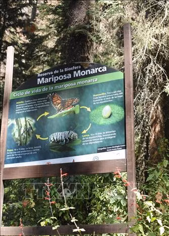 Khu dự trữ sinh quyển tại bang Michoacan, miền trung Mexico. Ảnh: Việt Hùng-Pv TTXVN tại Mexico Khu dự trữ sinh quyển tại bang Michoacan, miền trung Mexico. Ảnh: Việt Hùng-Pv TTXVN tại Mexico