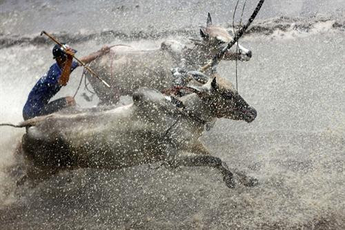 Trước cuộc thi, bò được tập trung ở bãi đất trống chờ xuất phát. Mỗi lượt đua có 2 đôi bò tham gia và thực hiện 2 vòng. Nếu đôi bò nào chạy ra ngoài coi là thua cuộc. Mỗi lượt đua có 2 đôi bò tham gia và thực hiện 2 vòng Vòng 1 gọi là vòng hô, với những cú nuớc rút ngoạn mục. Vòng đua thứ 2 là vòng thả, là vòng đua cực kỳ hấp dẫn, đặc biệt là 100 m cuối. Vòng đua thứ 2 là vòng thả, là vòng đua cực kỳ hấp dẫn, đặc biệt là 100 m cuối. Vòng đua thứ 2 là vòng thả, là vòng đua cực kỳ hấp dẫn, đặc biệt là 100 m cuối. Kết thúc cuộc đua, ban tổ chức trao phần thưởng cho đôi bò đoạt chức vô địch và cả phần thưởng cho người “Tài xế xuất sắc nhất giải”. Vòng đua thứ 2 là vòng thả, là vòng đua cực kỳ hấp dẫn, đặc biệt là 100 m cuối. Trước cuộc thi, bò được tập trung ở bãi đất trống chờ xuất phát. Mỗi lượt đua có 2 đôi bò tham gia và thực hiện 2 vòng. Nếu đôi bò nào chạy ra ngoài coi là thua cuộc. Mỗi lượt đua có 2 đôi bò tham gia và thực hiện 2 vòng Vòng 1 gọi là vòng hô, với những cú nuớc rút ngoạn mục. Vòng đua thứ 2 là vòng thả, là vòng đua cực kỳ hấp dẫn, đặc biệt là 100 m cuối. Vòng đua thứ 2 là vòng thả, là vòng đua cực kỳ hấp dẫn, đặc biệt là 100 m cuối. Vòng đua thứ 2 là vòng thả, là vòng đua cực kỳ hấp dẫn, đặc biệt là 100 m cuối. Kết thúc cuộc đua, ban tổ chức trao phần thưởng cho đôi bò đoạt chức vô địch và cả phần thưởng cho người “Tài xế xuất sắc nhất giải”. Vòng đua thứ 2 là vòng thả, là vòng đua cực kỳ hấp dẫn, đặc biệt là 100 m cuối.