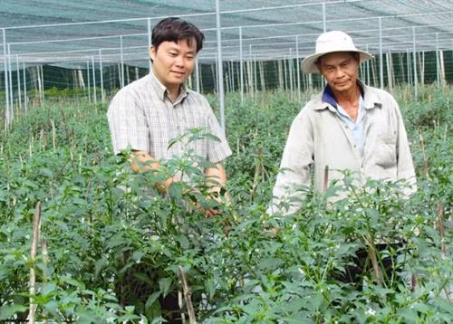 Trồng ớt trong nhà lưới. Nguồn ảnh: baotayninh.vn