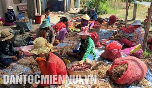 Phân loại hành tím Vĩnh Châu. Ảnh: Trung Hiếu