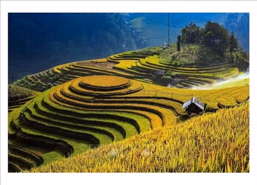 Ngày mùa vùng cao Tây Bắc. Ảnh: TTXVN Ruộng bậc thang - Nét đẹp văn hóa và công trình nghệ thuật độc đáo của đồng bào các dân tộc vùng cao phía Bắc. Ảnh: TTXVN Vẻ đẹp thơ mộng trên các thửa ruộng bậc thang huyện Mù Cang Chải, tỉnh Yên Bái trong mùa nước đổ. Ảnh: TTXVN Mùa gặt trên những thửa ruộng bậc thang huyện Mù Cang Chải (Yên Bái). Ảnh: TTXVN Rực rỡ mùa vàng Mù Cang Chải. Ảnh: TTXVN Thửa ruộng bậc thang hình trái tim ở xã La Pán Tẩn, huyện Mù Cang Chải, tỉnh Yên Bái. Ảnh: TTXVN Ruộng bậc thang Mù Cang Chải vào mùa lúa chín. Ảnh: TTXVN Vẻ đẹp ruộng bậc thang đồi Mâm Xôi, xã La Pán Tẩn, huyện Mù Cang Chải (Yên Bái). Ảnh: TTXVN