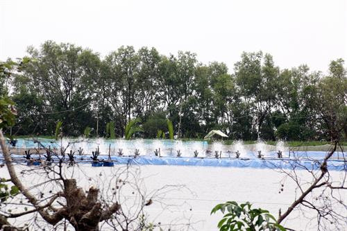 Mô hình không chỉ góp phần phát triển kinh tế từng hộ gia đình mà còn giữ được diện tích rừng phòng hộ, chống sạt lở đê biển. Ảnh: Lê Sen - TTXVN Mô hình không chỉ góp phần phát triển kinh tế từng hộ gia đình mà còn giữ được diện tích rừng phòng hộ, chống sạt lở đê biển. Ảnh: Lê Sen - TTXVN