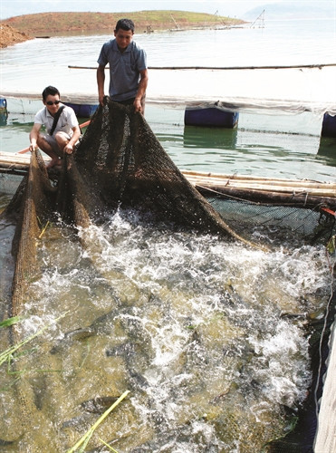 Những dụng cụ đồng bào dùng để đánh bắt thủy sản trên lòng hồ thủy điện Sơn La Nhờ thực hiện đúng kỹ thuật nuôi nên cá ở đây lớn rất nhanh, thịt chắc, bán được giá