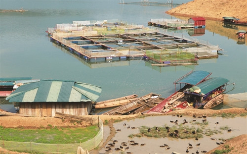 Chiềng Bằng hiện có 72 ha nuôi trồng thủy sản Chiềng Bằng hiện có 72 ha nuôi trồng thủy sản