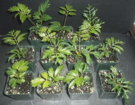 Cây đinh lăng được trồng bằng hạt. Ảnh minh họa.