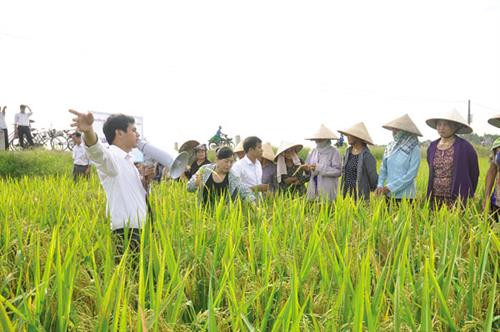 Mô hình cấy lúa theo hiệu ứng hàng biên tại xã Phật Tích, huyện Tiên Du, Bắc Ninh. Ảnh: baobacninh.com.vn Mô hình cấy lúa theo hiệu ứng hàng biên tại xã Phật Tích, huyện Tiên Du, Bắc Ninh. Ảnh: baobacninh.com.vn