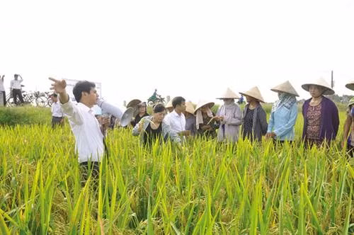 Mô hình cấy lúa theo hiệu ứng hàng biên tại xã Phật Tích, huyện Tiên Du, Bắc Ninh. Ảnh: baobacninh.com.vn