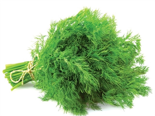 Quý giá cây thì là ảnh 1 Quý giá cây thì là ảnh 1