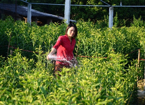 Người dân chăm sóc vườn hoa ly bán Tết.