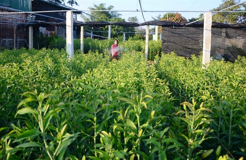 Vườn ly hứa hẹn một vụ hoa được mùa.