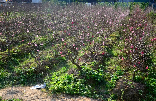 Nhiều hộ dân đã mạnh dạn trồng đào Nhật Tân để bán dịp Tết.