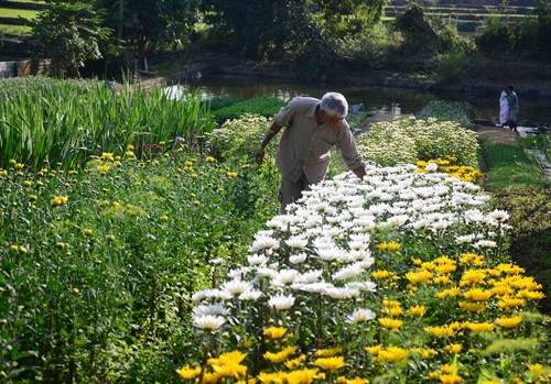 Một số vườn cúc nở sớm nên sẽ được người dân bán dịp Rằm tháng chạp