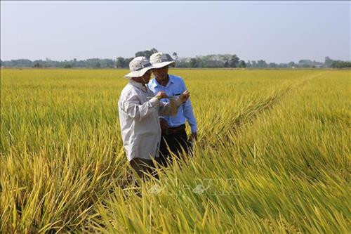 Thừa Thiên-Huế thành công nhiều giống lúa mới. Ảnh: Hồ Cầu-TTXVN Thừa Thiên-Huế thành công nhiều giống lúa mới. Ảnh: Hồ Cầu-TTXVN