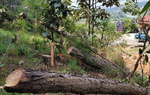 Rừng bị phá ngay cạnh tỉnh lộ 725, thị trấn Nam Ban là vị trí thuận lợi để chiếm đất làm nhà. Ảnh: Quốc Hùng - TTXVN Rừng bị phá ngay cạnh tỉnh lộ 725, thị trấn Nam Ban là vị trí thuận lợi để chiếm đất làm nhà. Ảnh: Quốc Hùng - TTXVN