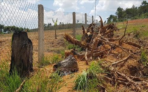 Tại xã Gia Lâm, nhiều diện tích rừng đã trở thành trang trại nhưng chưa được thu hồi, xử lý. Ảnh: Quốc Hùng - TTXVN Tại xã Gia Lâm, nhiều diện tích rừng đã trở thành trang trại nhưng chưa được thu hồi, xử lý. Ảnh: Quốc Hùng - TTXVN