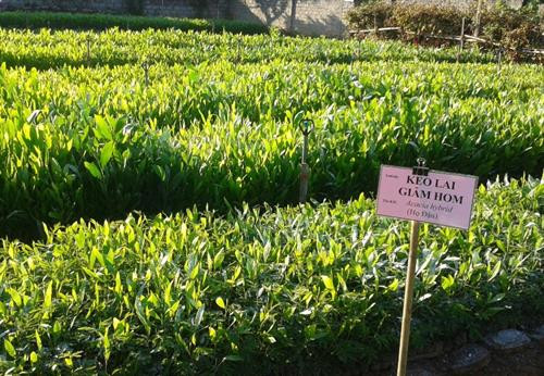 Chuẩn bị cây giống trồng rừng 2016 tại Ban quản lý rừng phòng hộ Yên Thành. Ảnh : Ảnh : khuyennongvn.gov.vn. Chuẩn bị cây giống trồng rừng 2016 tại Ban quản lý rừng phòng hộ Yên Thành. Ảnh : Ảnh : khuyennongvn.gov.vn.