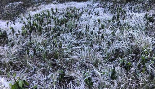 Băng giá phủ trắng vùng biên giới Nghệ An. Ảnh: vietnamnet.vn Băng giá phủ trắng vùng biên giới Nghệ An. Ảnh: vietnamnet.vn