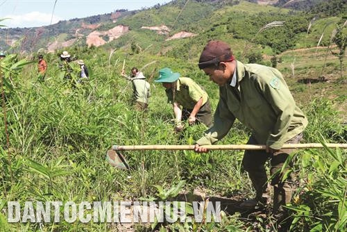 Không còn phải đối mặt với cái đói như xưa, đồng bào ở Đắk Som hiện nay đã biết trồng ngô làm thức ăn cho gia súc. Ảnh: Thanh Bình Nhờ thay đổi cách nghĩ, cách làm, chú trọng chuyển đổi cơ cấu cây trồng, vật nuôi nên tỷ lệ hộ nghèo ở xã Đắk Som đã và đang giảm dần theo từng năm. Ảnh: Thanh Bình Công tác trồng rừng được Đắk Som chú trọng, tạo sinh kế cho người dân, nhất là các hộ nghèo, hộ đồng bào dân tộc thiểu số. Ảnh: Thanh Bình