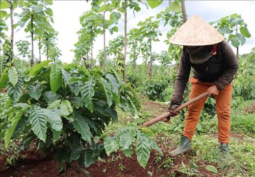 Người dân chăm sóc cây cà phê. Ảnh: Hoài Nam – TTXVN.