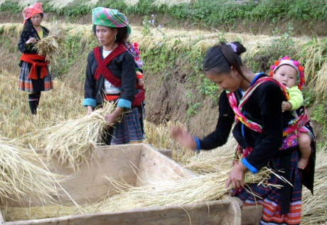 Họ lao động cật lực vào ngày mùa, với mong muốn mang lại ấm no cho gia đình. Họ lao động cật lực vào ngày mùa, với mong muốn mang lại ấm no cho gia đình.