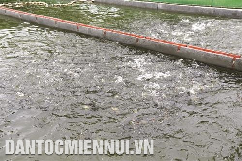 Thay vì nuôi cá ở môi trường nước tĩnh trong ao, ông Phan Nhân Lợi ở thôn Đa Phúc, xã Sài Sơn, huyện Quốc Oai lại thiết kế các bể nhỏ có nước chảy liên tục. Khi sống trong môi trường này, đàn cá vận động và bơi ngược dòng 24/24 giờ. Nhờ vậy, chất lượng thịt cá thu hoạch trở nên săn chắc, thơm ngon hơn. Ảnh: Hoàng Hà