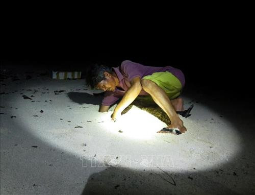 Trải nghiệm săn cua, còng đêm tại đảo Bé, Lý Sơn ảnh 2 Trải nghiệm săn cua, còng đêm tại đảo Bé, Lý Sơn ảnh 2