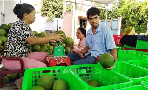 Thương lái thu mua bưởi da xanh ngay tại điểm tập kết của người dân ở Tiền Giang. Ảnh: Nam Thái - TTXVN Thương lái thu mua bưởi da xanh ngay tại điểm tập kết của người dân ở Tiền Giang. Ảnh: Nam Thái - TTXVN