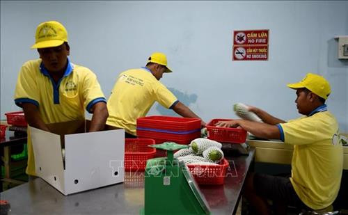 Quá trình bao bì, đóng gói sản phẩm tại Công ty TNHH Kim Nhung, thành phố Cao Lãnh, tỉnh Đồng Tháp. Ảnh: Chương Đài - TTXVN Quá trình bao bì, đóng gói sản phẩm tại Công ty TNHH Kim Nhung, thành phố Cao Lãnh, tỉnh Đồng Tháp. Ảnh: Chương Đài - TTXVN