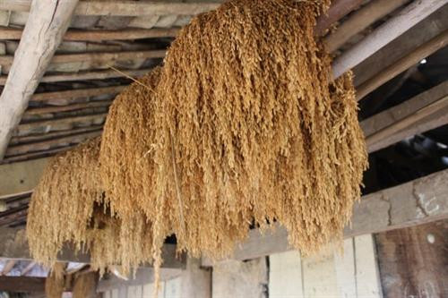 Dân tộc Sán Chỉ thường sống tập trung thành xóm nhỏ ở các vùng núi cao. Nhà sàn 4 mái vững trãi - kiểu dáng đặc trưng về nhà ở của dân tộc Sán Chỉ. Ngô, thóc sau thu hoạch được treo lên sào để bao quản. Sàn nhà là nơi phơi nông sản, đồng thời cũng là điểm vui chơi của trẻ nhỏ. Phụ nữ Sán Chỉ mặc trang phục truyền thống trong sinh hoạt hằng ngày. Phụ nữ có thêm khăn đội đầu khi lao động Nam giới mặc áo chàm ngắn, đầu quấn khăn Các em nhỏ Sán Chỉ tròng trang phục truyền thống Mẹ địu con Những người phụ nữ Sán Chỉ cũng làm công việc nặng nhọc. Trang phục dịp lễ, tết của người Sán Chỉ rực rỡ Một thủ tục trong đám cưới của người Sán Chỉ. Người Sán Chỉ rất hiếu khách, dù lạ cũng như quen. Người Sán Chỉ có tính cố kết cộng đồng rất cao. Dân tộc Sán Chỉ thường sống tập trung thành xóm nhỏ ở các vùng núi cao. Nhà sàn 4 mái vững trãi - kiểu dáng đặc trưng về nhà ở của dân tộc Sán Chỉ. Ngô, thóc sau thu hoạch được treo lên sào để bao quản. Sàn nhà là nơi phơi nông sản, đồng thời cũng là điểm vui chơi của trẻ nhỏ. Phụ nữ Sán Chỉ mặc trang phục truyền thống trong sinh hoạt hằng ngày. Phụ nữ có thêm khăn đội đầu khi lao động Nam giới mặc áo chàm ngắn, đầu quấn khăn Các em nhỏ Sán Chỉ tròng trang phục truyền thống Mẹ địu con Những người phụ nữ Sán Chỉ cũng làm công việc nặng nhọc. Trang phục dịp lễ, tết của người Sán Chỉ rực rỡ Một thủ tục trong đám cưới của người Sán Chỉ. Người Sán Chỉ rất hiếu khách, dù lạ cũng như quen. Người Sán Chỉ có tính cố kết cộng đồng rất cao.