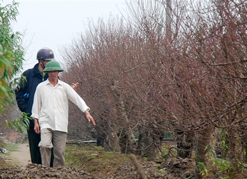 Làng đào Nhật Tân nhộn nhịp trước Tết ảnh 8