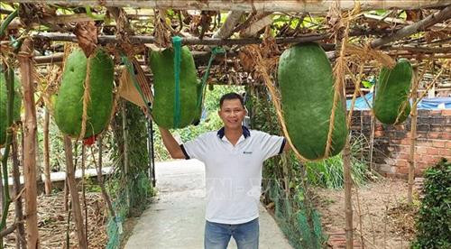 Du khách thích thú khi được chụp ảnh cùng những quả bí đao khổng lồ nặng trên 50 kg. Ảnh: Quốc Dũng – TTXVN