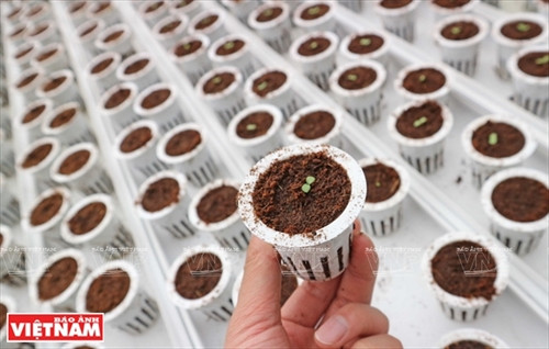 Cây xà lách con được gieo trong các chậu giá thể trước khi đưa vào ống thủy canh